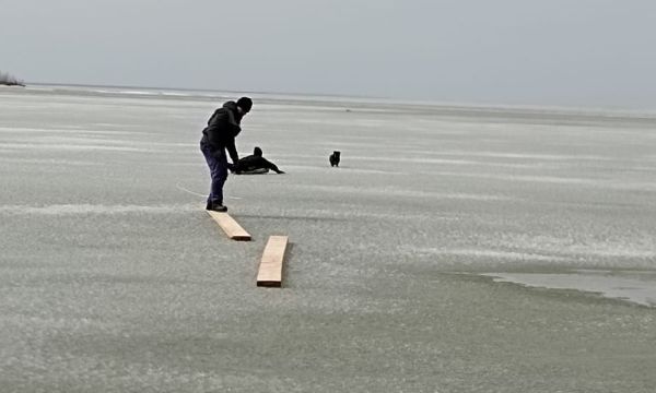 Собака спасена строителями на льду Обского моря: трогательная история из Новосибирска