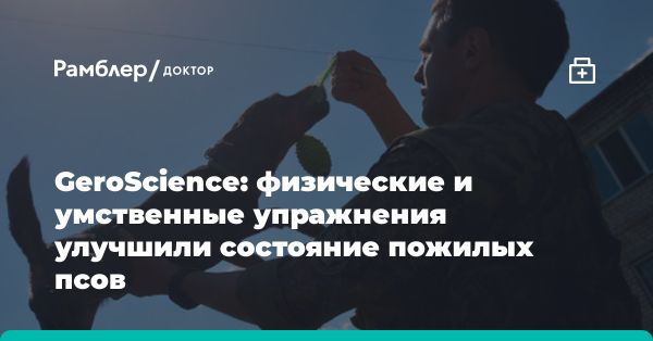 Исследование: влияние тренировок на здоровье пожилых собак