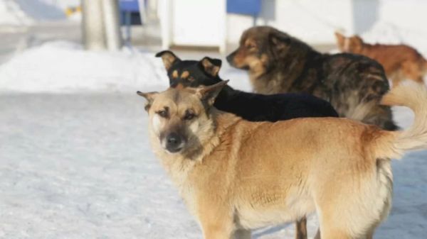 В Алтайском крае вводят обязательную регистрацию и маркировку домашних животных