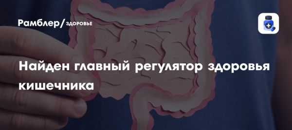 Открытие о белке Piezo1 и его роли в функции кишечника