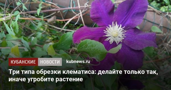 Обрезка клематисов: мягкая, средняя и сильная обрезка