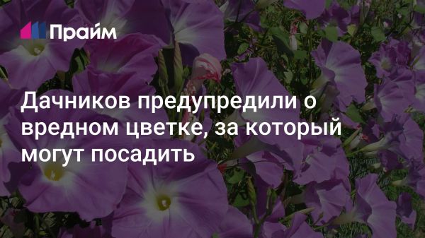 Об опасности выращивания запрещенных растений на дачных участках