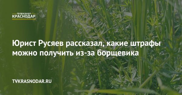 Штрафы за борщевик в России и ответственность владельцев участков