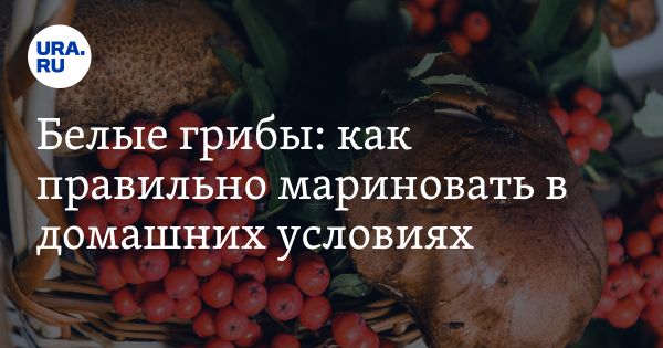 Основы маринования белых грибов в домашних условиях