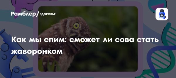 Хронотипы жаворонки голуби и совы их влияние на жизнь
