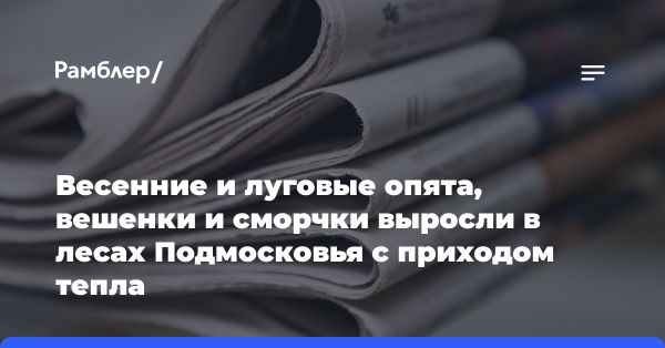 Инцидент на митинге в Мангейме: нападение на участников мероприятия