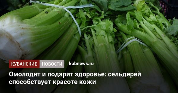 Полезные свойства сельдерея для здоровья и красоты