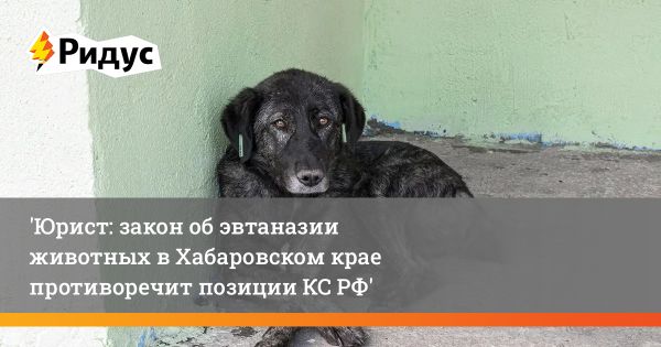 Запрет на усыпление бездомных животных в России