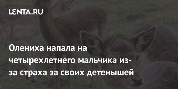 Инцидент с оленихой в Колорадо: осторожность на детской площадке