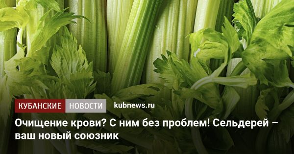 Сельдерей - эликсир здоровья: зачем его употреблять и как приготовить