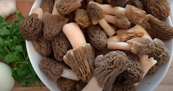 Рецепты маринования сморчков для идеальной закуски