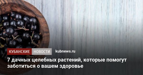 7 целебных растений для дачи и здоровья: от черной смородины до розмарина