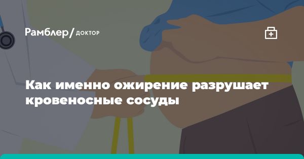 Исследование: Ожирение и функция белка коннексина 43