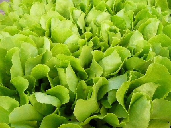 Летний салат из репы и гороха с киселем