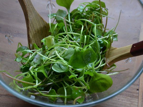 Салат с варёным яйцом и корнем лопуха для здорового питания