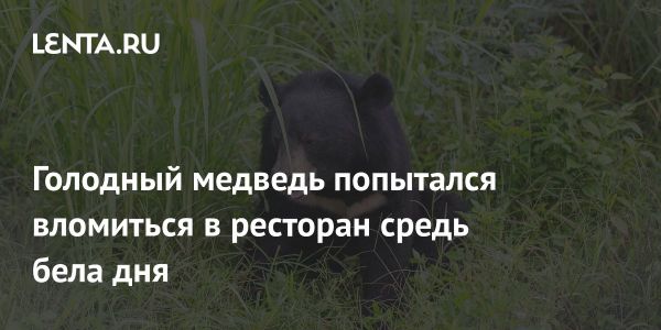 Необычный визит медведя в ресторан Таиланда