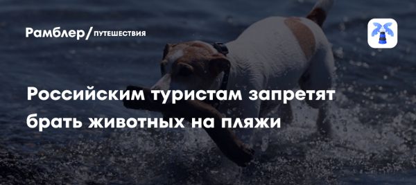 Запрет на домашних животных на пляжах России с 2025 года