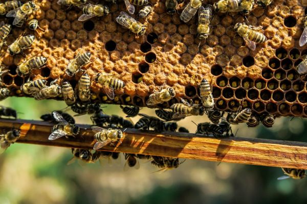 Параллели социальной жизни медоносных пчел и людей
