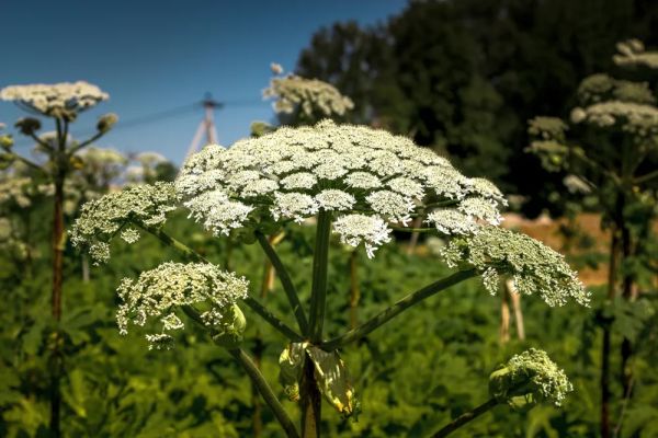 Штрафы за борщевик на дачных участках и способы безопасной ликвидации