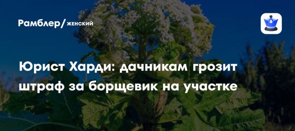 Штраф за борщевик на дачном участке