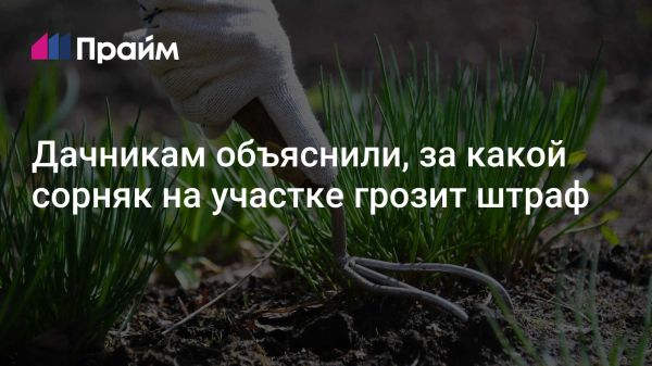 Опасности борщевика Сосновского и меры по его удалению
