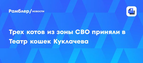 Новые питомцы в театре кошек Куклачева спасаются из зоны СВО