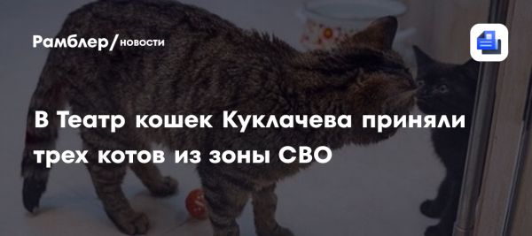 Коты из зоны специальной военной операции в театре Куклачева