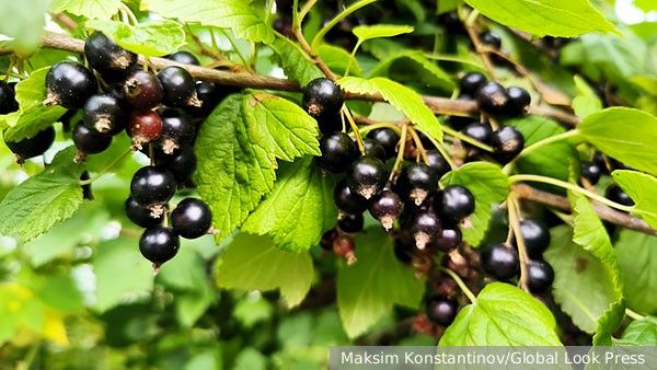 Польза черной смородины для мужского здоровья и истории ее выращивания