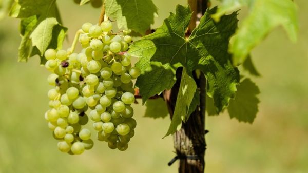 Рецепт ароматного варенья из винограда на зиму