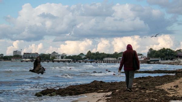 Исследование технологий производства биотоплива из морских водорослей