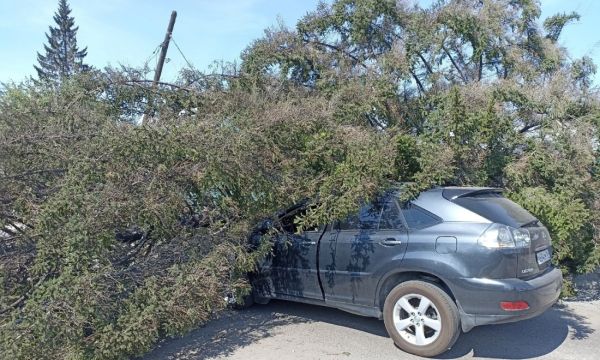 Гигантская ель обрушилась на автомобиль в Бердске