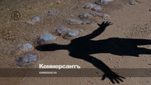 Растущая популяция медуз в Азовском и Черном морях угрожает здоровью отдыхающих