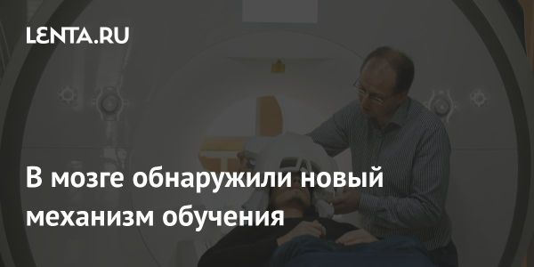 Новое открытие в нейробиологии раскрывает механизмы когнитивной деятельности мозга