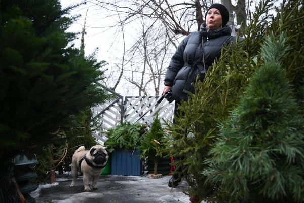 Новогодние деревья в Москве 2023 года: увеличенные цены и импортозамещение