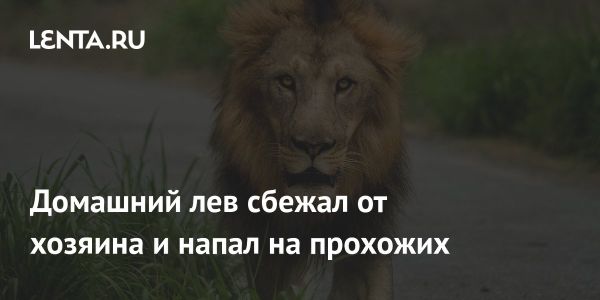 Сбежавший лев напал на прохожих в пригороде Лахора