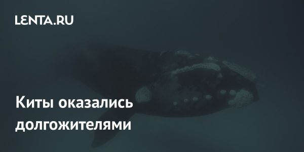 Исследование показывает долгожительность южных гладких китов