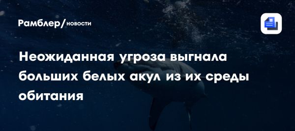 Угрозы для белых акул из-за косаток и влияние на морскую экосистему